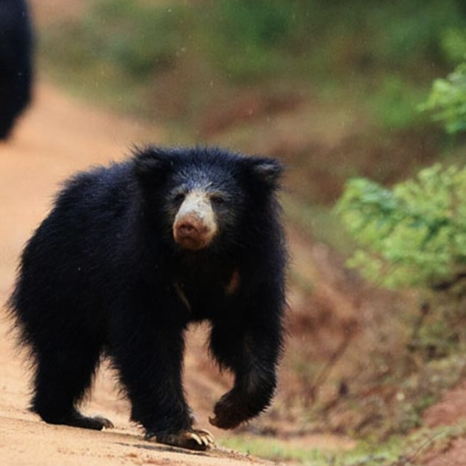 Photo of Wilpattu National Park 3/3 by 